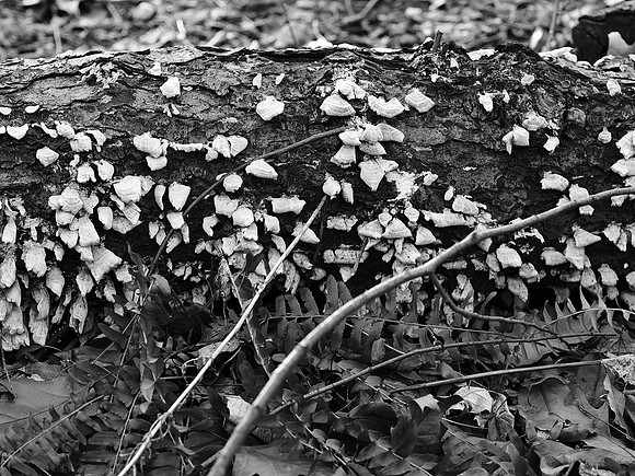 Log with fungus, Central Park