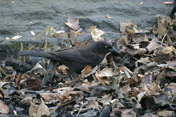 Common Grackle, Central Park