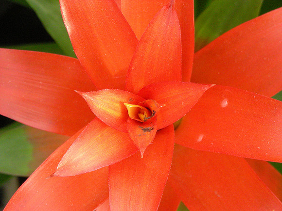 RedBromeliad4