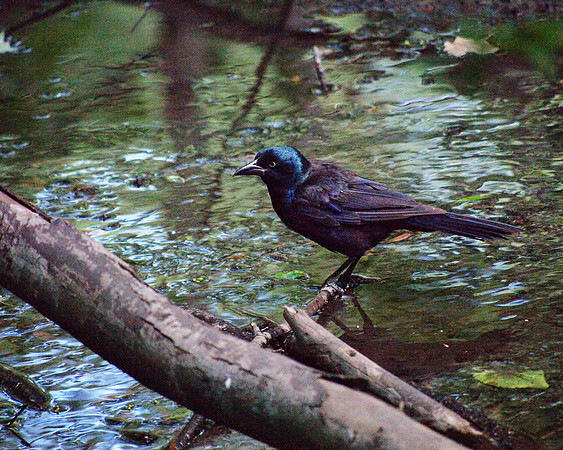Grackle