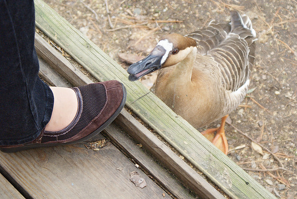 Swan Goose Repels Invasion, Part Three