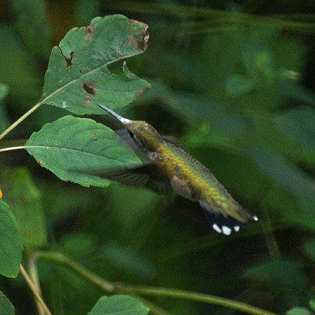 Hummingbird, Central Park