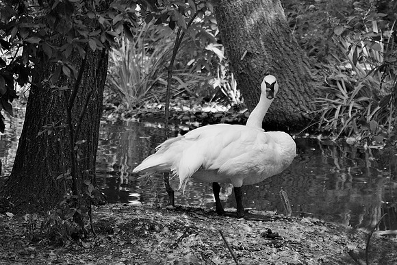 Trumpeter Swan, Queens Zoo