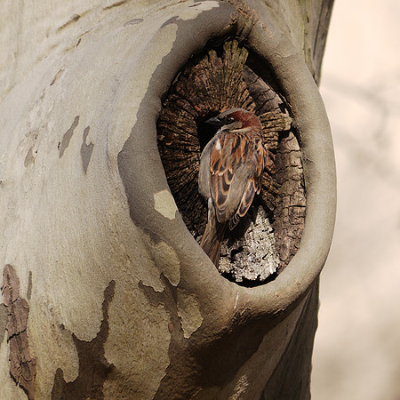 House Sparrow, Central Park