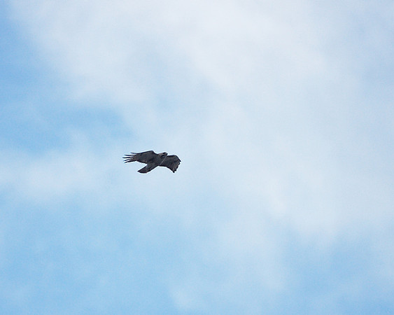 Pale Male over Fifth Avenue