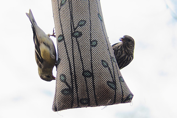 Goldfinch, Pine Siskin