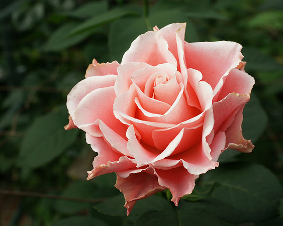 Rose, Longwood Gardens