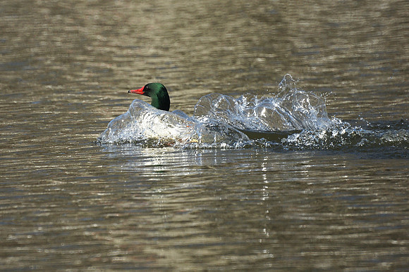 Common Merganser landing, Harlem Meer, Central Park