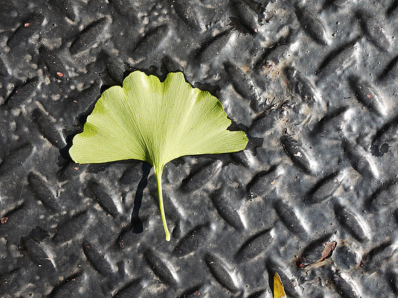 Ginko leaf, Gracie Mews Plaza