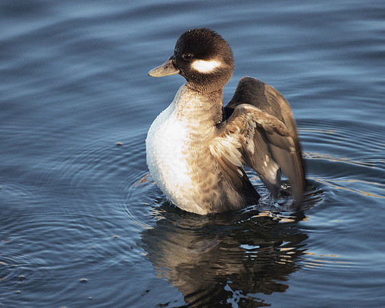 Bufflehead, Central Park Reservoir
