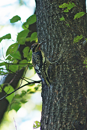 Yellow-Bellied Sapsucker, Central Park