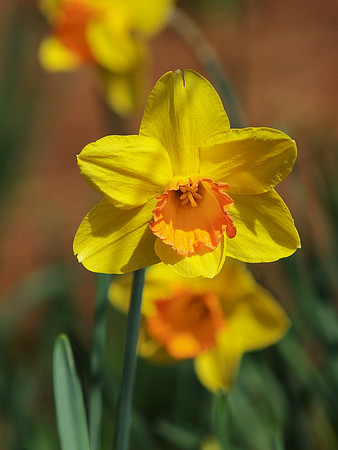 Daffodils
