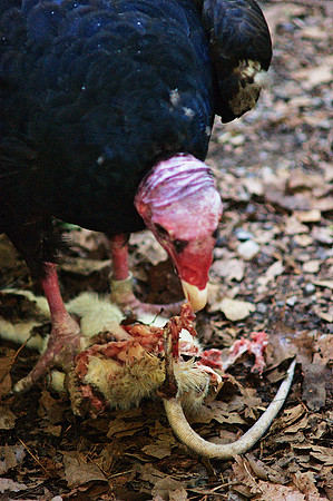 Turkey Vulture having lunch, Queens Zoo