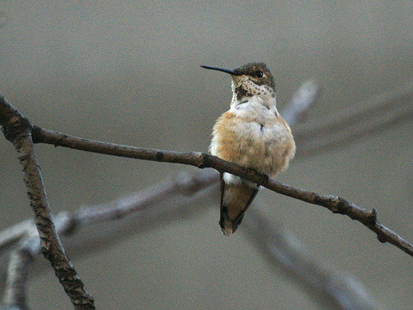 Rufous Hummingbird, Theodore Roosevelt Park