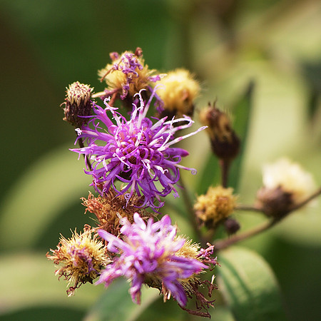 At the Brooklyn Botanic Garden