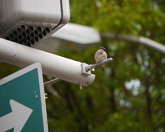 House Sparrow guarding his nest