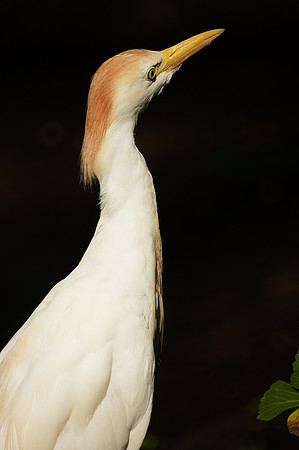 Cattle Egret, Queens Zoo
