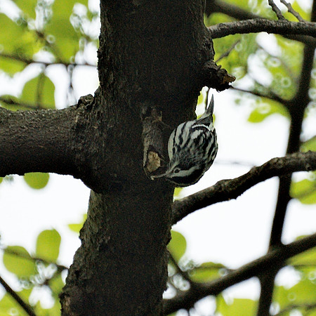Black and White Warbler dining out