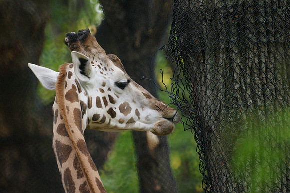 Giraffe, Bronx Zoo