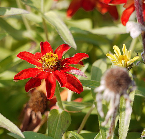 Zinnia, autumn