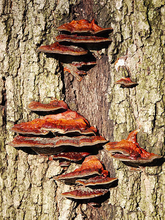Tree fungus, Theodore Roosevelt Park