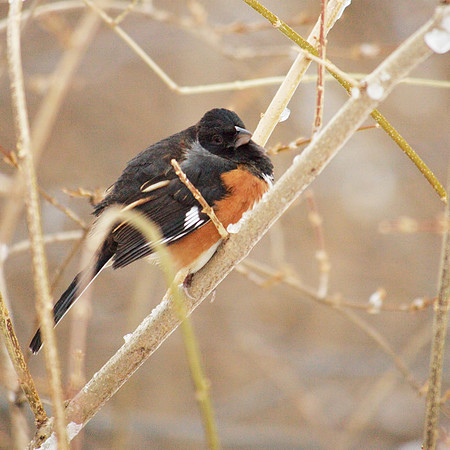 Towhee