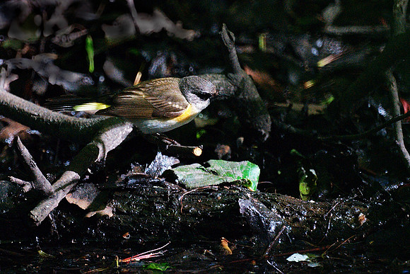 Common Yellowthroat, Central Park