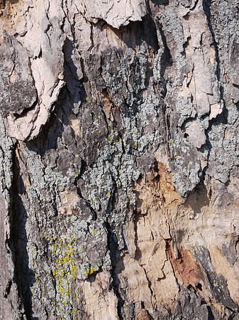 Tree bark, Dutchess County Fairgrounds