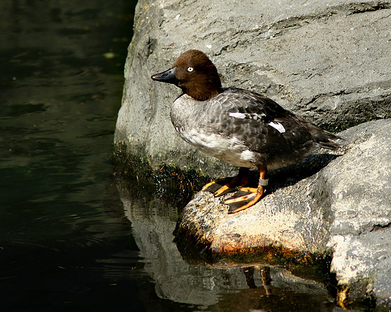 Goldeneye Duck, Central Park Zoo