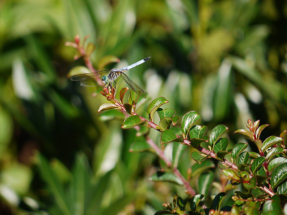 Blue Darter