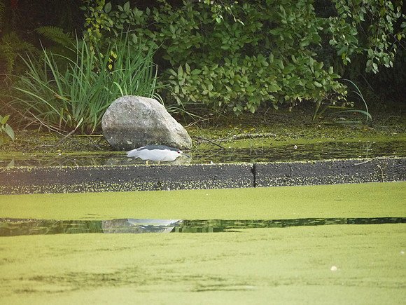 Black-Crowned Night Heron, Turtle Pond