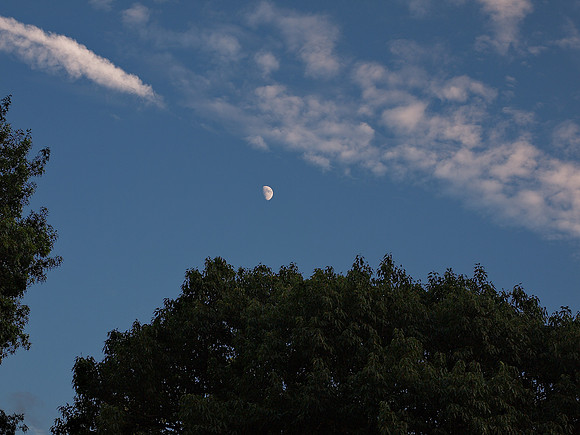 Moon over Cedar Hill, Central Park