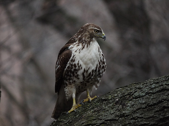 Young Red-Tailed Hawk, Theodore Roosevelt Park