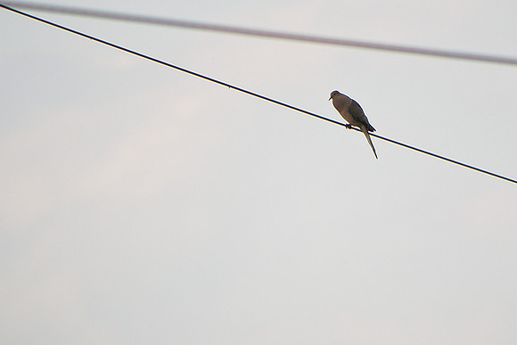 Mourning Dove, Traveler Food & Books