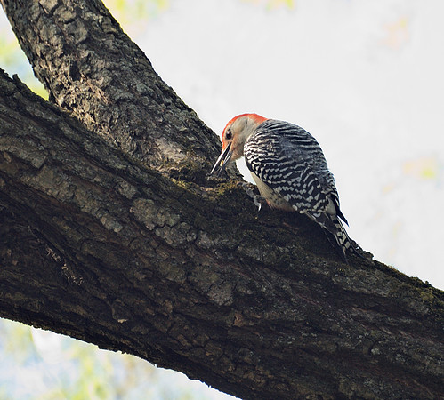 Red-Bellied Woodpecker