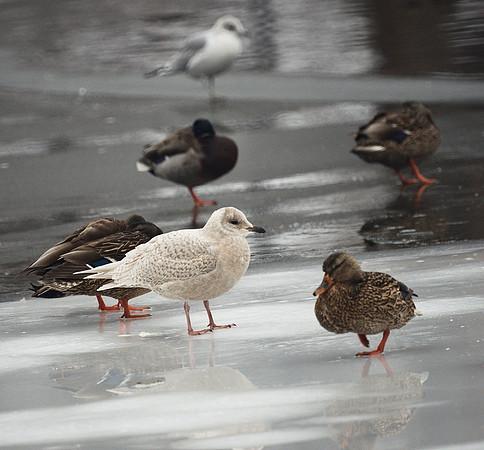 Iceland Gull and mallards, The Lake, Central Park