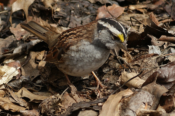 DSC03847