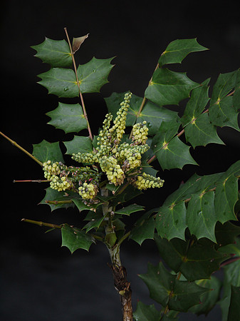 Mahonia japonica, Theodore Roosevelt Park