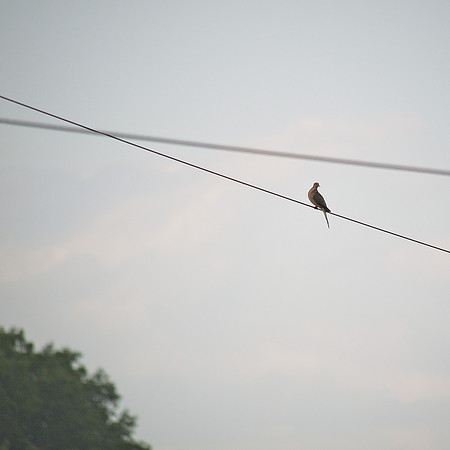 Mourning Dove, Traveler Food & Books