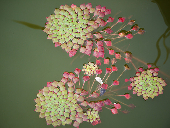 Ornamental pool, Brooklyn Botanic Garden