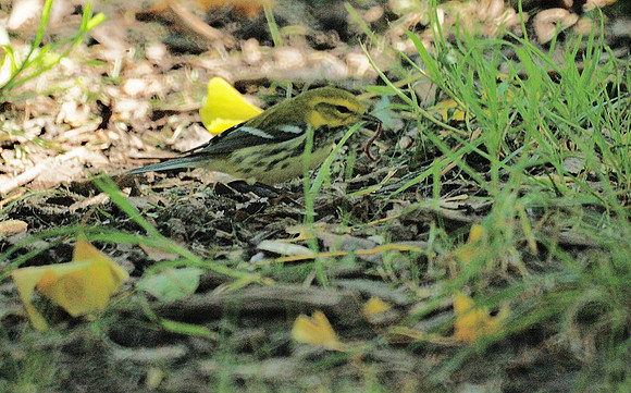 Black-throated Green Warbler with a worm, Central Park