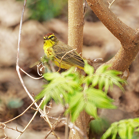 Palm Warbler, NY Botanical Garden