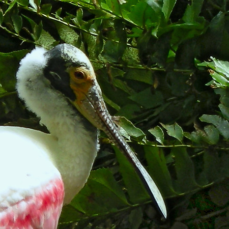Roseate Spoonbill