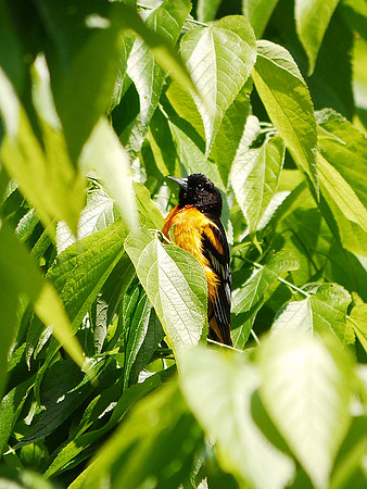Baltimore Oriole, Central Park