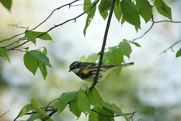 Yellow-Rumped Warbler, Central Park