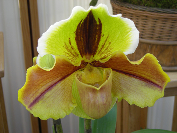 Paph-Lippewunder-03