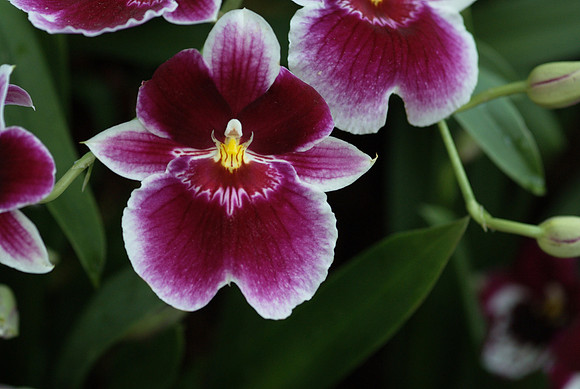 Miltoniopsis Hajime Ono