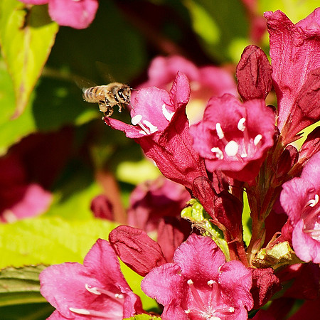 Bee