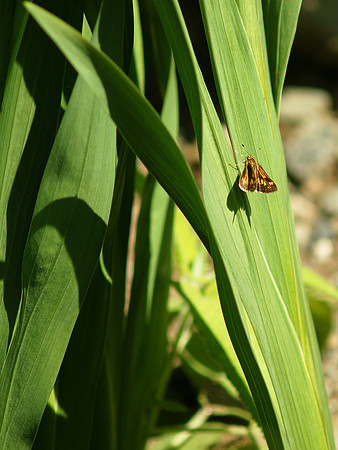 Skipper, Central Park