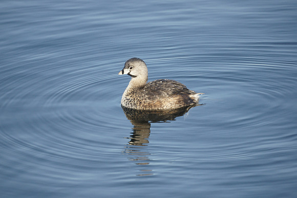 Pied-Billed Grebe, Central Park